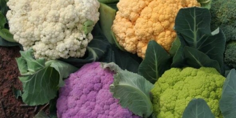 Najbolje sorte karfiola za moskovsku regiju i srednju traku